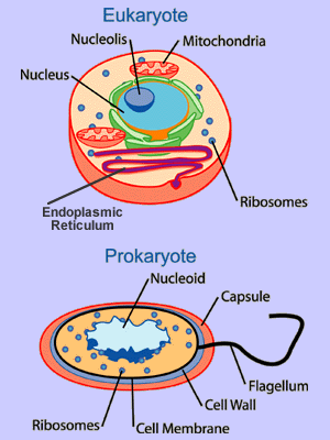 Eukaryotic Organelles And Their Functions Chart
