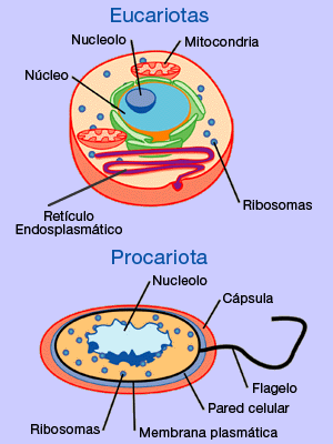 General Conejo estilo Organos de las células Eucariotas