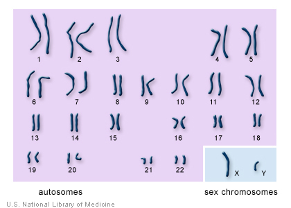 how many chromosomes are in a human