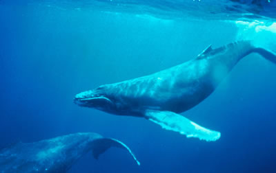 Los <a href="/earth/Life/shark.html&lang=sp&dev=1">seres vivos que viven en el ocano abierto</a> necesitan una manera de flotar o nadar en el agua. En el ocano abierto hay muchos tipos de peces, incluyendo <a href="/earth/Life/whale.html&lang=sp&dev=1">ballenas</a>, y <a href="/earth/Life/shark.html&lang=sp&dev=1">tiburones</a>. Algunos peces, como arenque y atn, nadan en cardmenes, mientras otros nadan solos. Las ballenas extraen <a href="/earth/Life/plankton.html&lang=sp&dev=1" class=outlink>plancton</a> del mar o comen peces.<p><small><em> Cortesa de NOAA              </em></small></p>