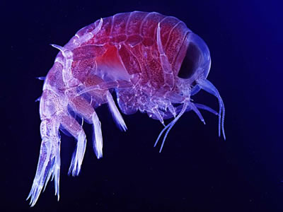 <a href="/earth/Life/plankton.html">Plankton</a> are a diverse set of <a href="/earth/Life/ocean_life.html">marine organisms</a>. They can live in salt and fresh water. Although some forms are able to move independently, most plankton drift with the <a href="/earth/Water/ocean_currents.html">water currents</a>. This photo shows an amphipod, a type of plankton, at high magnification.<p><small><em>Image courtesy of Uwe Kils.  Creative Commons Attribution ShareAlike 3.0 License.</em></small></p>