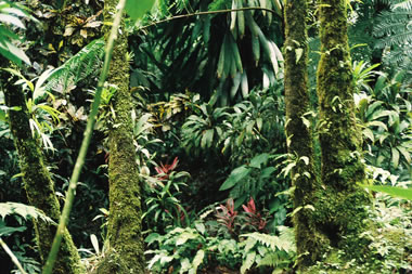 Rainforest vegetation on the Caribbean island of Dominica. <a href="/earth/rainforest.html&edu=high&dev=">Tropical
  rainforests</a> are home to thousands of species of animals, plants, fungi and
  microbes. Scientists suspect that there are many species living in
  rainforests have not yet been found or described. Rainforests get their name
  because they receive a lot of rain - an average of 80 inches (203 cm) a year!<p><small><em>     NBII Digital Image Library - Randolph Femmer, photographer</em></small></p>