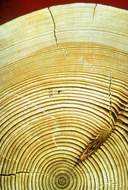 Tree ring cross-section