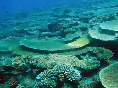 Coral animals build reefs in warm, tropical seawater. However, <a href="/earth/changing_planet/ocean_temperatures_intro.html&edu=elem&dev=1/earth/Atmosphere/moons/=/earth/climate/cli_greengas.html">seawater can be too warm</a> for their liking.  If waters get too warm, coral animals lose the algae that live within their little bodies, a process called coral bleaching. Without the algae, corals have less nutrition. Unless cooler temperatures return, allowing algae to
 return, the coral dies.<p><small><em>Credit: UNC</em></small></p>
