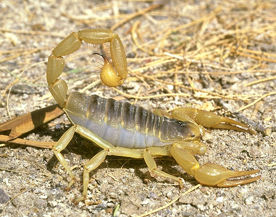 zonas climaticas del mundo Scorpion_big