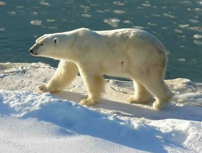 Roaming across Arctic <a
  href="/earth/polar/sea_ice.html&edu=elem">sea ice</a>, <a
  href="/earth/polar/polar_bears_jan07.html&edu=elem">polar
  bears</a> peer through cracks in the ice to look for ringed seals, their
  favorite food, in the water below. Almost all of a polar bear's food comes
  from the sea. The <a
  href="/earth/polar/sea_ice.html&edu=elem">floating sea
  ice</a> is a perfect vantage point for the bears as they hunt for food.
  Unfortunately, the amount of sea ice floating in the <a
  href="/earth/polar/polar_north.html&edu=elem">Arctic
  region</a> is shrinking each year, and getting farther apart.<p><small><em>Image courtesy of Ansgar Walk.  Creative Commons Attribution-Share Alike 2.5 Generic license.</em></small></p>