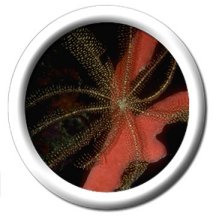 reino animal > organismos simples y equinodermos > equinodermos >  morfología de una estrella de mar imagen - Diccionario Visual