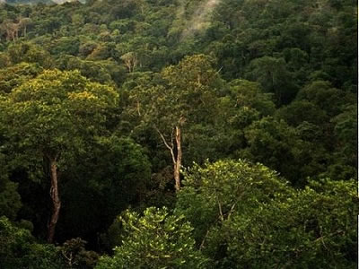 Los Mamaiurans son una tribu india del Amazonas que vive en Brasil. Sus leyendas reflejan el denso bosque tropical en que viven, y la abundancia de vida diversa en su ambiente. Esta foto es una vista del bosque de la cuenca del Amazonas al norte de Manaus, Brasil.
<p><small><em>Imagen cortesa de Phil P Harris. Creative Commons Attribution-Share Alike 2.5 Generic license.</em></small></p>
