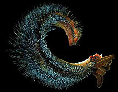 The Pompeii worm, the most heat-tolerant animal on Earth, lives in the deep ocean at <a href="/earth/Water/life_deep.html&edu=elem&dev=1/earth/Atmosphere/moons/triton_atmosphere.html">hydrothermal vents</a>. The worm's back is covered in bacteria adapted for living in <a href="/earth/extreme_environments.html&edu=elem&dev=1/earth/Atmosphere/moons/triton_atmosphere.html">extreme environments</a>. The bacteria also grows on the surfaces of the chimneys where hot liquids spew from below the sea floor.<p><small><em>Courtesy of the University of Delaware</em></small></p>