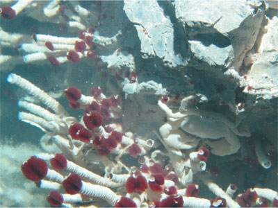 Did you know that deep beneath the surface of the ocean lie hydrothermal vents, which release superheated fluids at the ocean bottom?  These fluids are rich in chemicals and minerals that support communities of very <a href="/earth/Life/smokers.html&edu=high">unique organisms</a>, such as the bacteria, large tubeworms, and crabs you see in the picture above!<p><small><em>           Image courtesy of Tim Shank, WHOI</em></small></p>