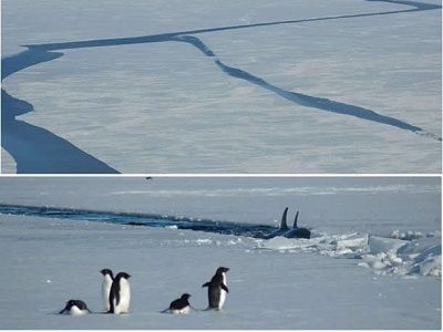 Oh no! No se ven bien las cosas para estos pinginos Adelie en el Antrtico. Hielo marino cubre la parte del ocano al lado del continente Antrtico y el mar de Ross.  Grandes grietas se abren en la extensin de hielo cuando se derrite, lo que permite que las ballenas lleguen a partes del Mar de Ross que no han sido perturbadas por meses. Ms informacin sobre   esta  <a href="/people/postcards/penguin_post.html&edu=high&lang=sp&dev=1/earth/Atmosphere/moons/triton_atmosphere.html">campaa de investigacin de pinginos </a> en  diciembre 2006 - enero 2007.
<p><small><em>Imagen cortesa de <a href="/bio/jean_pennycook.html&edu=high&lang=sp&dev=1/earth/Atmosphere/moons/triton_atmosphere.html">Jean Pennycook</a></em></small></p>