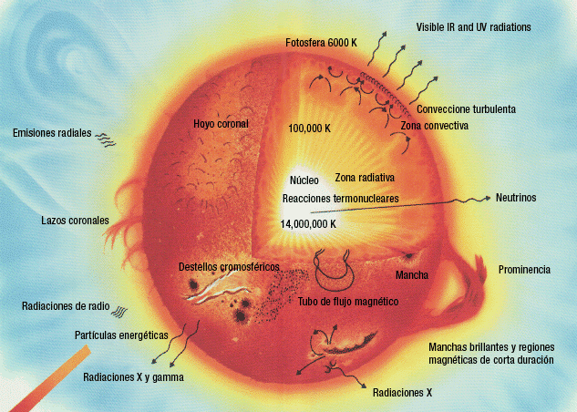 A diagram of the Sun's interior
